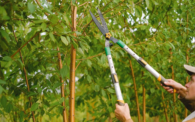 Tree trimming in Souderton, PA